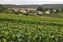Hautvillers vineyards